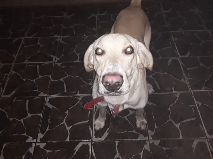 Cachorro ra a mistura de vira lata  lavrador idade 2 anos nome Joe