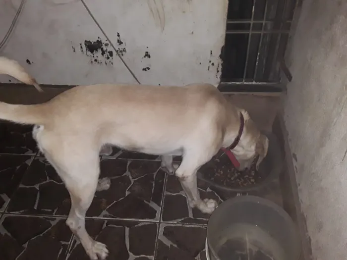 Cachorro ra a mistura de vira lata  lavrador idade 2 anos nome Joe