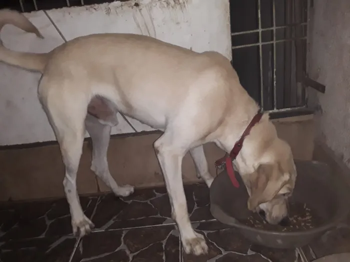 Cachorro ra a mistura de vira lata  lavrador idade 2 anos nome Joe