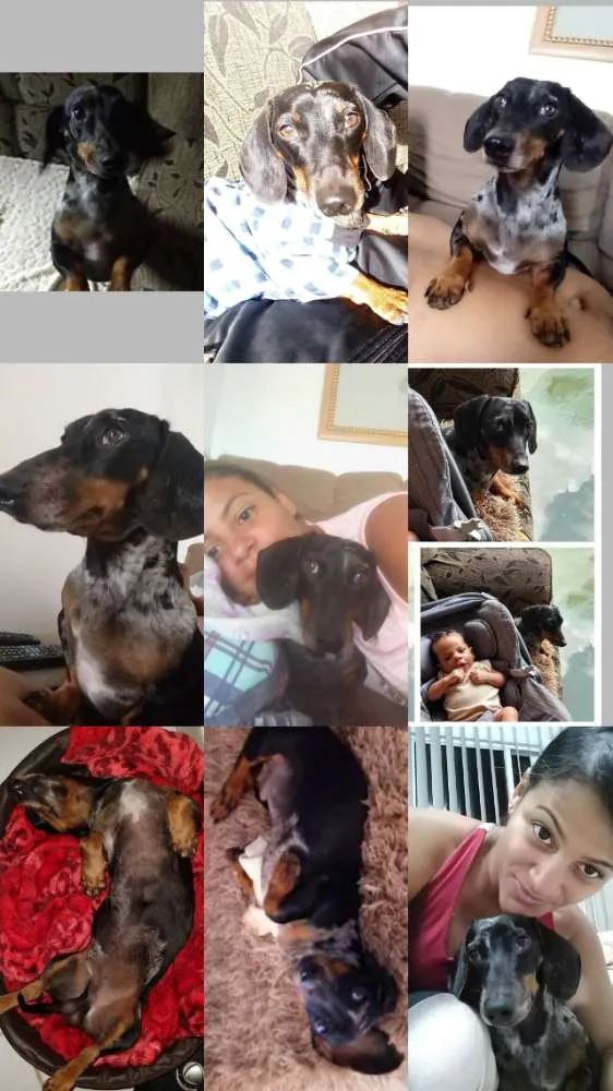 Cachorro raça Salsichinha idade 6 ou mais anos nome Flip e chuquinha