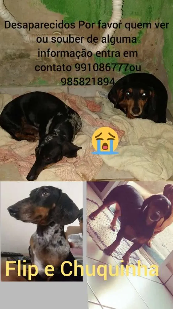 Cachorro raça Salsichinha idade 6 ou mais anos nome Flip e chuquinha