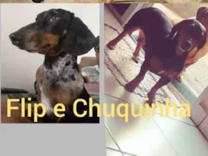 Cachorro raça Salsichinha idade 6 ou mais anos nome Flip e chuquinha