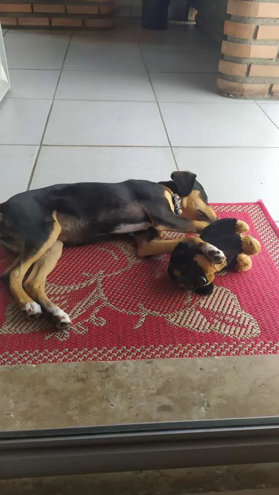 Cachorro raça Srd idade 2 a 6 meses nome Guadalupe