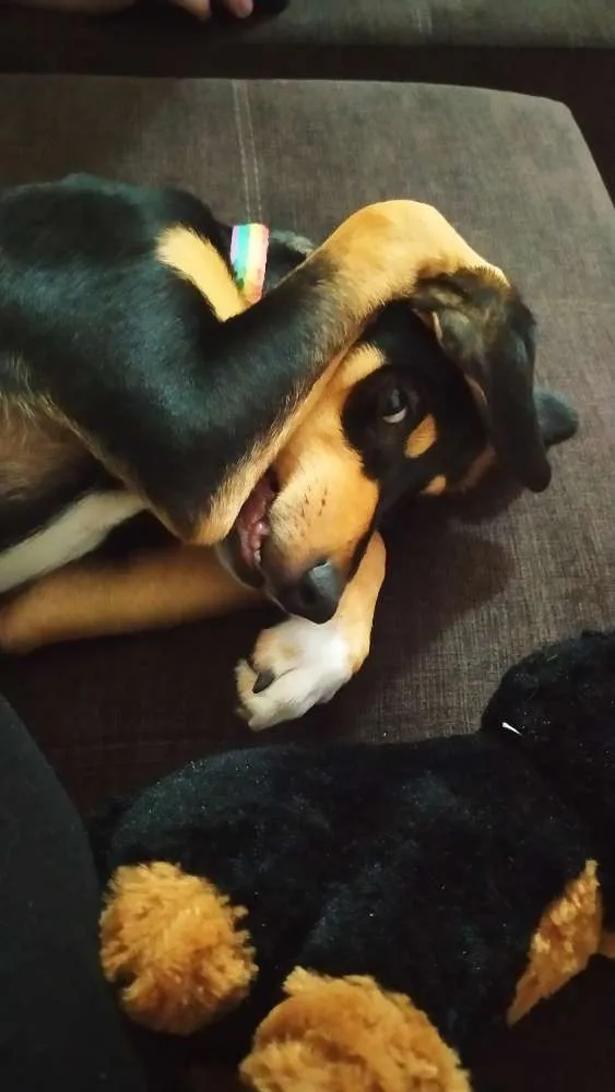 Cachorro raça Srd idade 2 a 6 meses nome Guadalupe