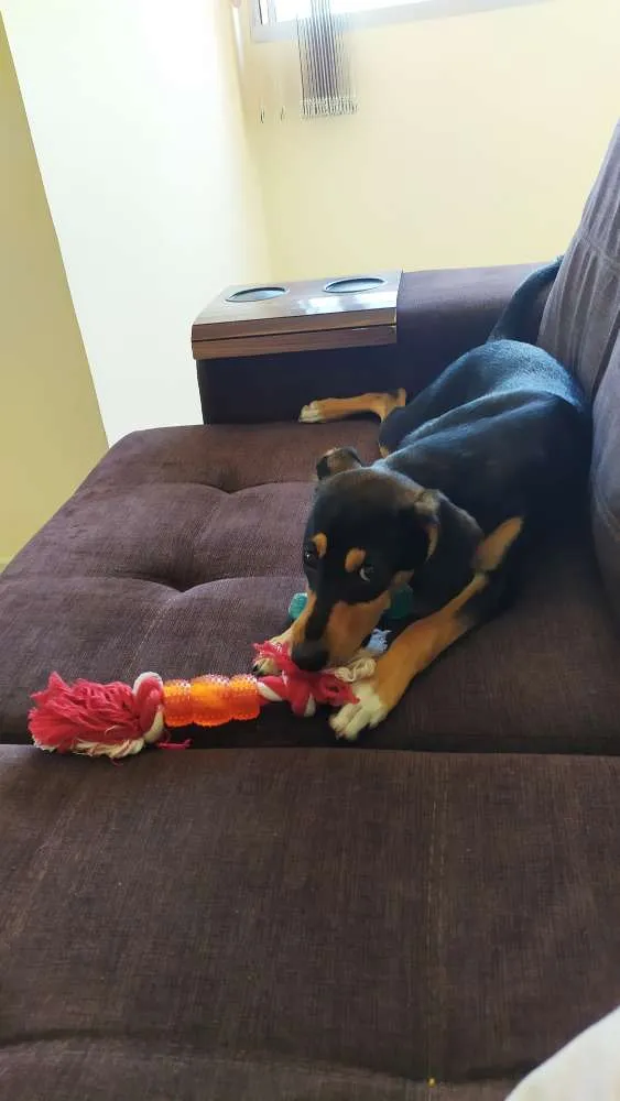 Cachorro raça Srd idade 2 a 6 meses nome Guadalupe