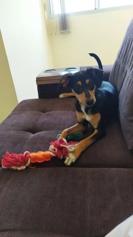 Cachorro raça Srd idade 2 a 6 meses nome Guadalupe