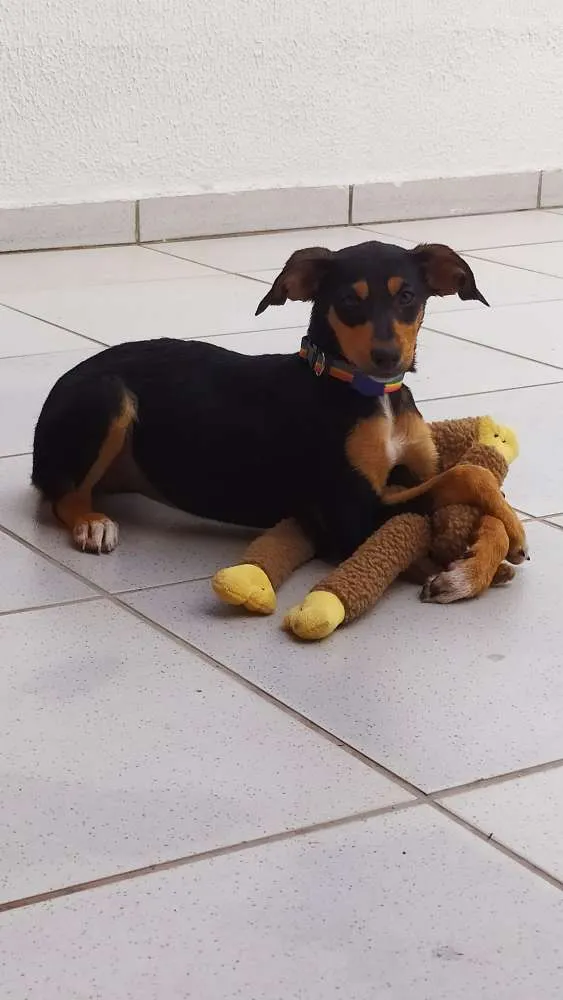 Cachorro raça Srd idade 2 a 6 meses nome Guadalupe