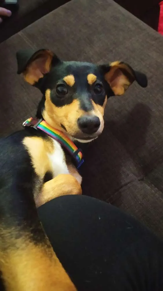 Cachorro raça Srd idade 2 a 6 meses nome Guadalupe