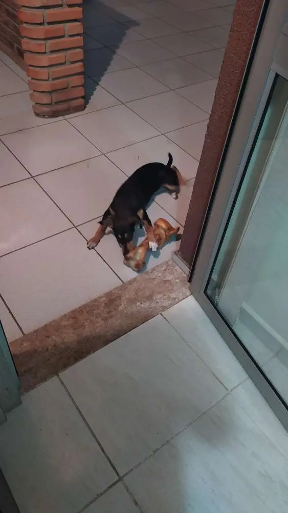 Cachorro raça Srd idade 2 a 6 meses nome Guadalupe