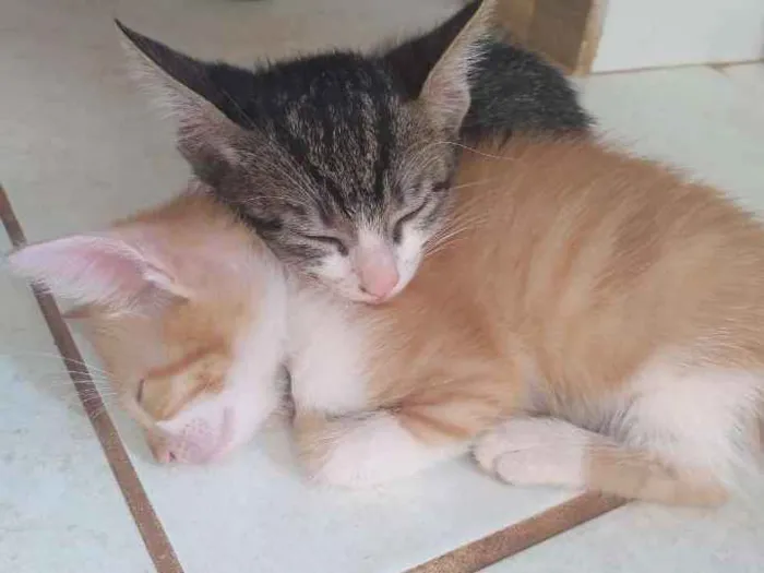 Gato raça Gatos rajados idade 2 a 6 meses nome Sem nomes
