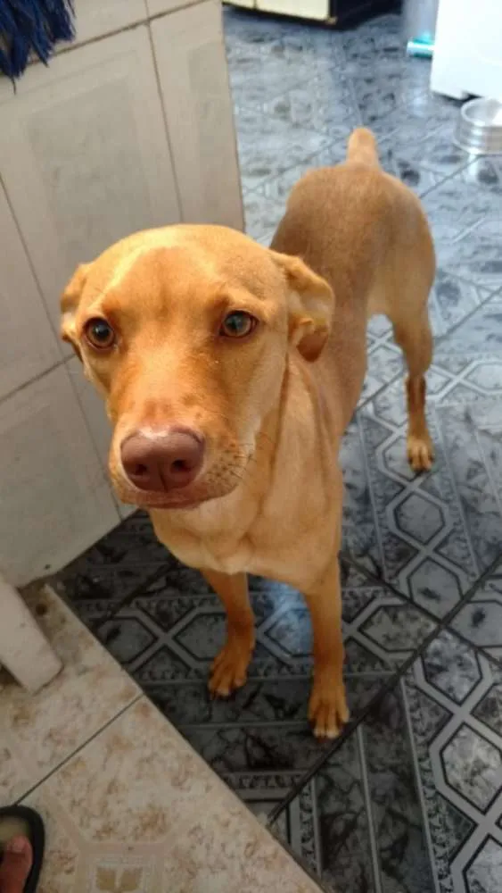 Cachorro ra a Vira lata idade 1 ano nome Flor