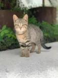 Nina