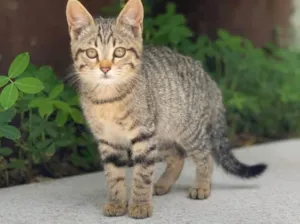 Gato raça Srd idade 2 a 6 meses nome Nina