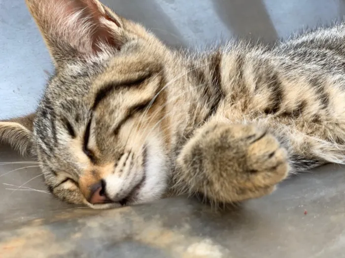 Gato ra a Srd idade 2 a 6 meses nome Nina