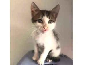 Gato raça Srd idade 2 a 6 meses nome Gatinhos para adoção