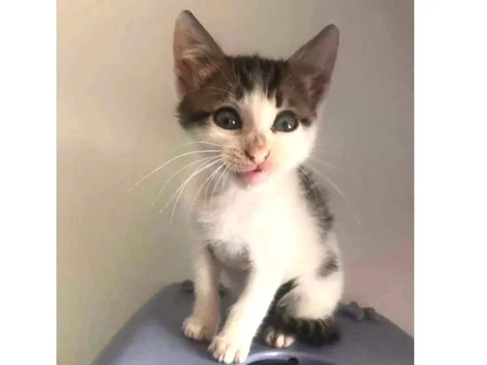 Gato ra a Srd idade 2 a 6 meses nome Gatinhos para adoção