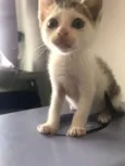 Gatinhos para adoção