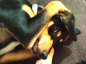 Cachorro raça Srd idade 2 a 6 meses nome Guadalupe
