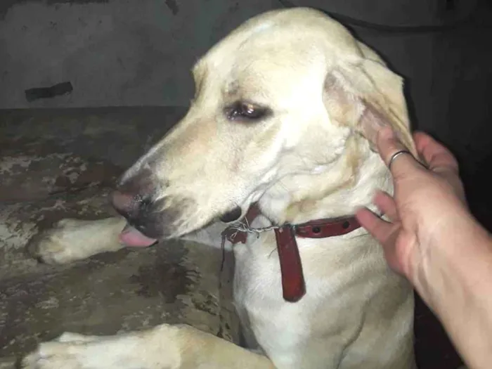 Cachorro ra a mistura de vira lata  lavrador idade 2 anos nome Joe