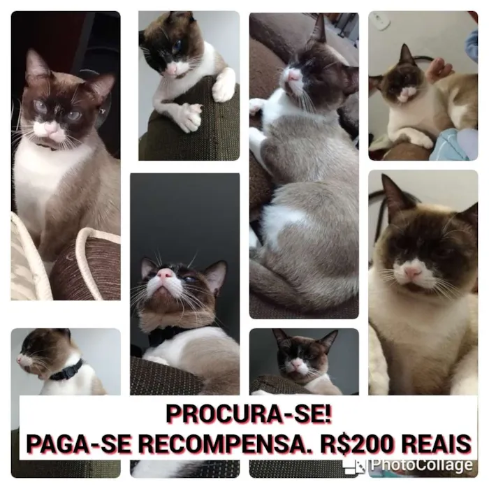 Gato raça Misturado com ciames  idade 1 ano nome Magneto