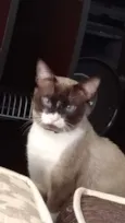 Magneto