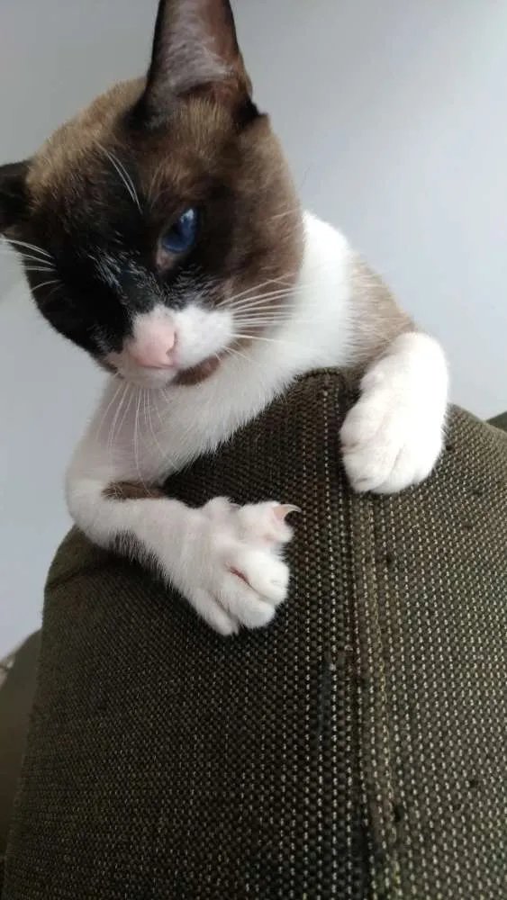Gato raça Misturado com ciames  idade 1 ano nome Magneto