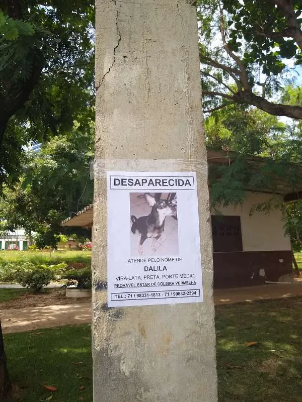 Cachorro ra a viralata idade  nome dalila