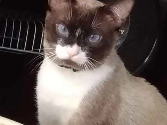 Gato raça Misturado com ciames  idade 1 ano nome Magneto