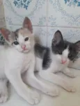 Mel, Nicole e bela