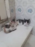 Mel, Nicole e bela