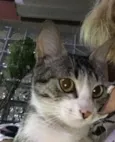 Bela