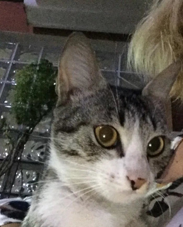 Gato ra a Indefinida idade 2 a 6 meses nome Bela
