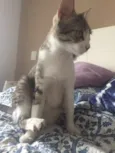 Bela
