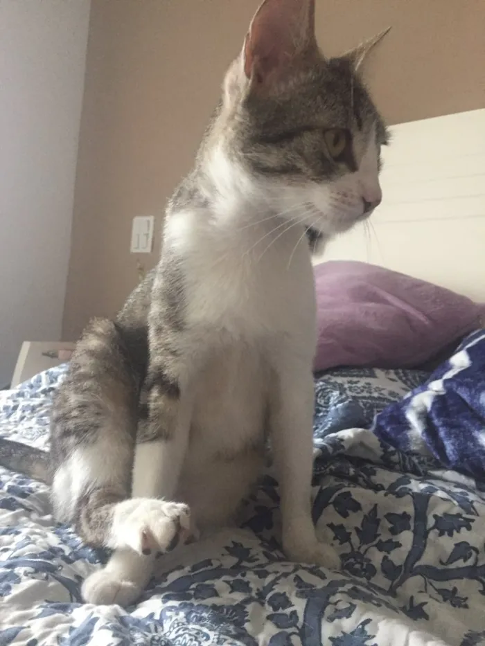 Gato ra a Indefinida idade 2 a 6 meses nome Bela