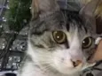 Bela