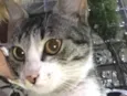 Bela