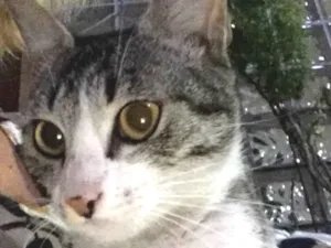 Gato raça Indefinida idade 2 a 6 meses nome Bela