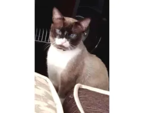 Gato raça Misturado com ciames  idade 1 ano nome Magneto