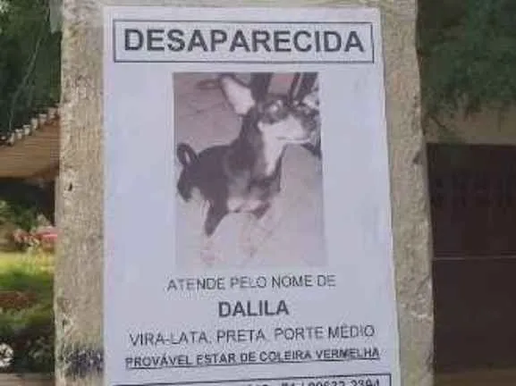 Cachorro ra a viralata idade  nome dalila