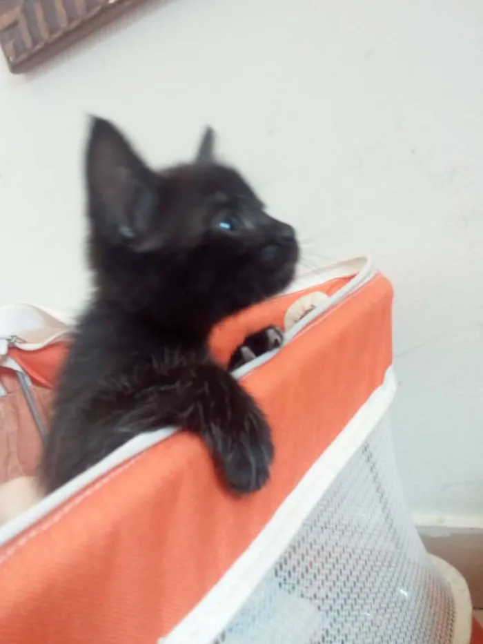 Gato raça SRD idade Abaixo de 2 meses nome Cookie