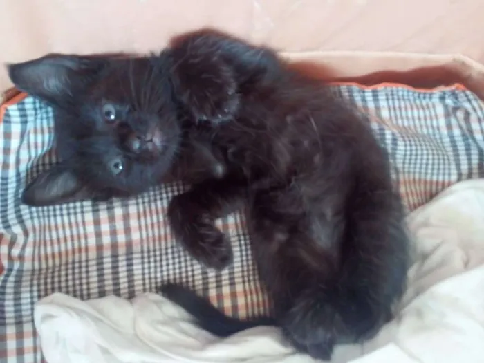 Gato raça SRD idade Abaixo de 2 meses nome Cookie