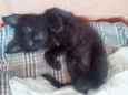 Cookie