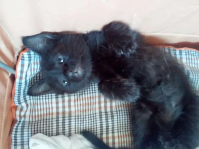 Gato raça SRD idade Abaixo de 2 meses nome Cookie