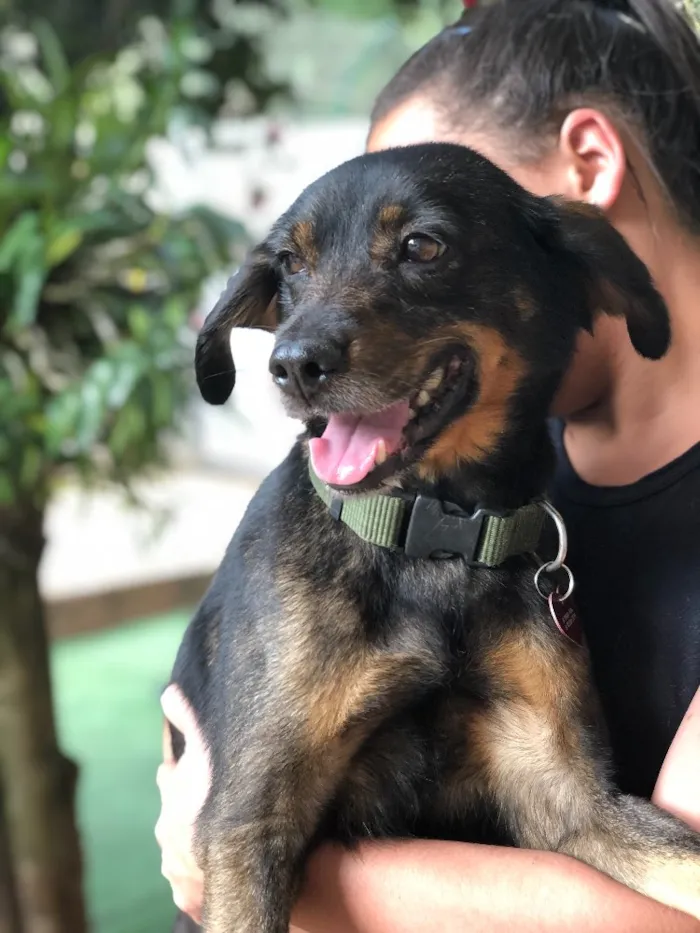 Cachorro ra a Srd idade  nome Serena