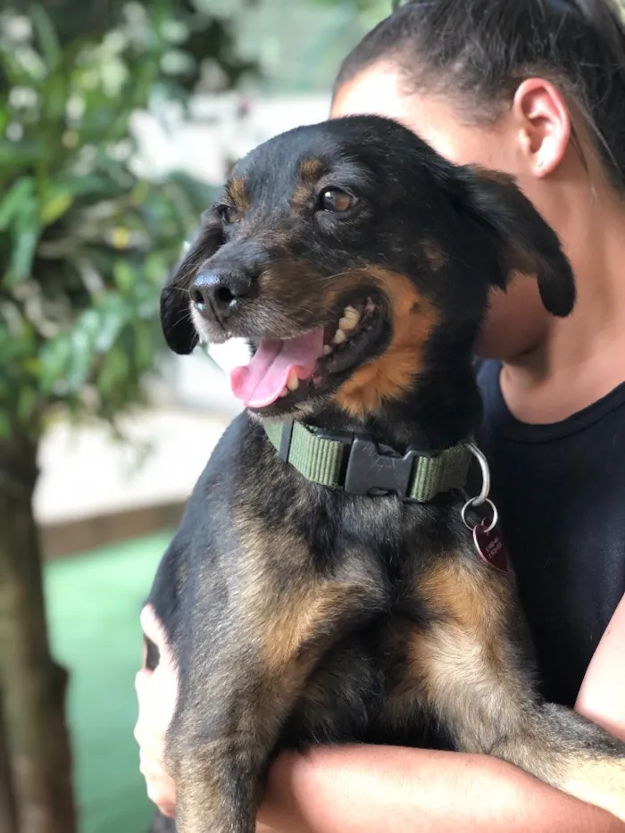 Cachorro ra a Srd idade  nome Serena