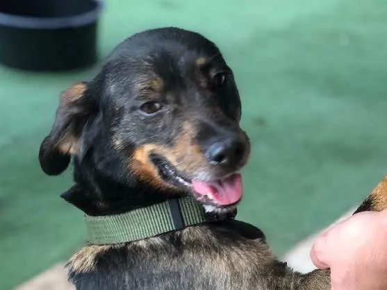 Cachorro ra a Srd idade  nome Serena