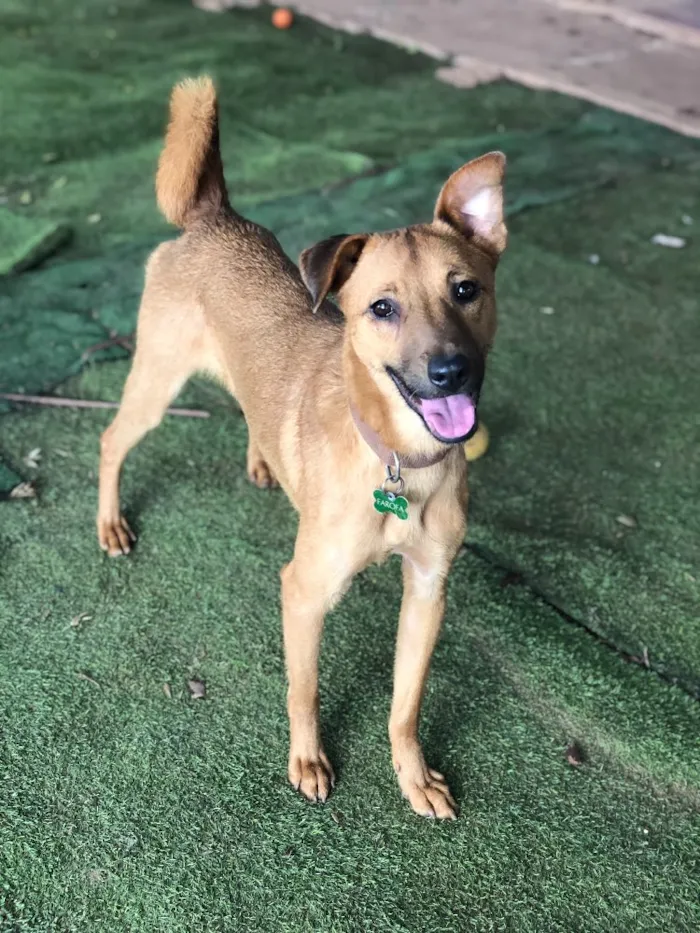 Cachorro raça Srd idade  nome Farofa
