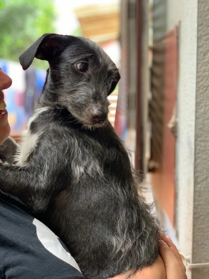 Cachorro ra a Srd idade  nome Coca