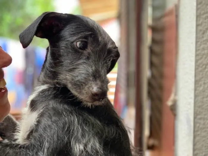 Cachorro ra a Srd idade  nome Coca
