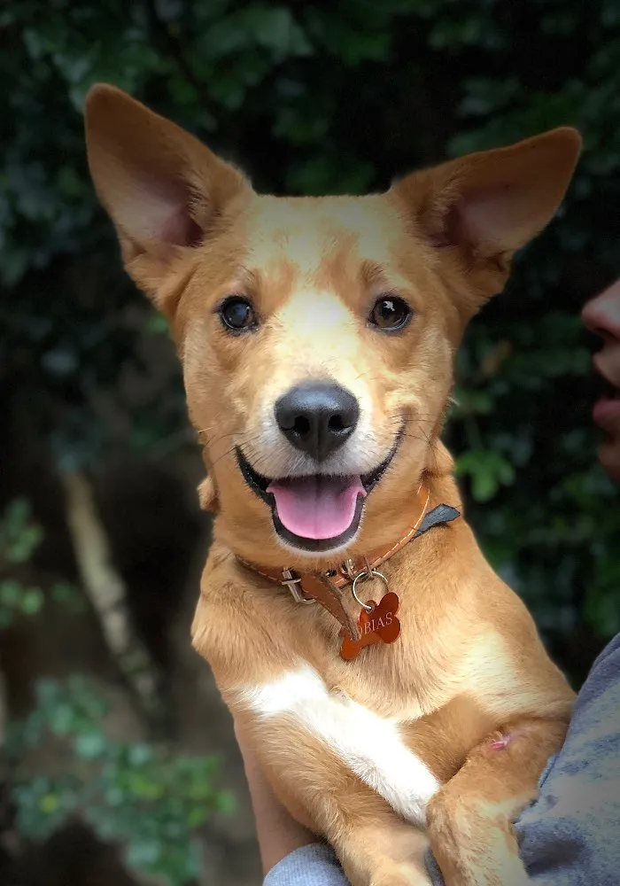 Cachorro ra a Srd idade  nome Tobias